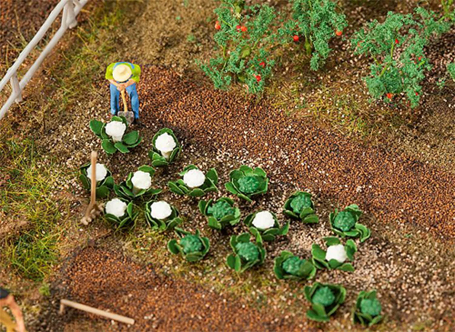 181257 Cabbages (10) & Cauliflowers (10)